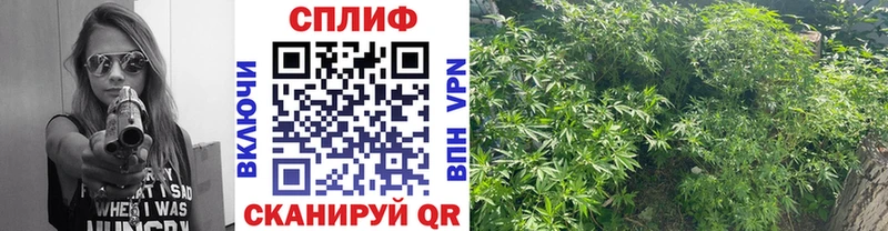 Шишки марихуана OG Kush  МЕГА ONION  Дигора 